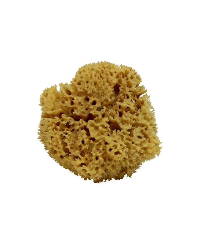 Interkas_Natural_Sponge