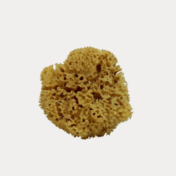Interkas_Natural_Sponge