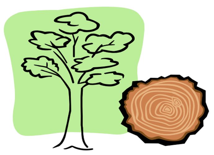 το Ξύλο_ALL_copy